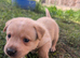 Labrador puppies