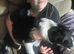 Male border collie for sale