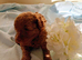 Outstanding quality maltipoo .