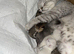 6 Beautiful British Shorthair Kittens –