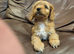Cavapoo puppies for sale