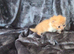 Beautiful Persian kittens