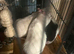 3male rats + cage + accessories