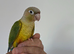 Pineapple conures