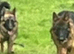Male and female German shepherd