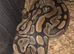 3 royal pythons 2 females and 1 male