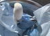 Fisher opaline par blue female youngster