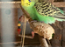 Baby Budgies