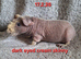 A pair of skinny sows