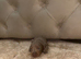 Gorgeous Isabella Dachshund Boys