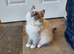 Beautiful GCCF Registered Ragdoll Kittens.