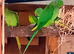 Lovely Ringnecks