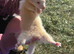 Half micro albino hob ferret for sale