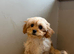cavapoochons