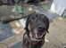 Shepard mix looking for her forever home