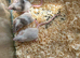 Fancy Mice Babies 4 for &pound;20