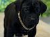 Lovely puppy for sale
