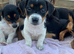 Jack Russell cross Dachshund puppies