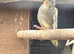 Cockatiels for sale loverly birds all pearl