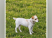 8 weeks old jack russell puppies for sale
