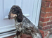 2&half year old show cocker female