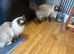 Full pedigree seal girl 4 year old and ragdoll boy for sale together due to family illness would prefer the both going together Romeo the boy has been