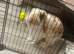 Male mini lop