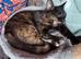 Beautifull Willow, tortoiseshell, looking for a loving home.