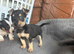 stunning Jack Russell puppies for sale