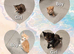 4 beautiful kittens