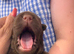 Bearcoat sharpei pups