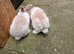 Mini lop / plush lop