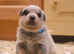 Australian Cattle Dog Puppies