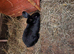 Baby rabbits