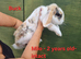 Genuine mini lop breeding pair or pets- 1girl 1boy (£40 each)