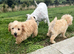 Toy/Mini Schnoodle Puppies (Mini schnauzer/Toy Poodle)