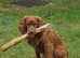 Working cocker spaniel well proven stud