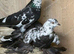 Fancy pigeons