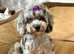 Gorgeous black and silver merle Poodle for STUD ONLY