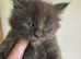Polydactyl Maine Coon Boysv