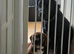 Puppy Basset cross
