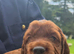 Beautiful Irish Setters