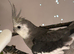 Pair of cockatiels