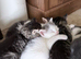Kittens