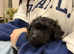 Toy cockapoo puppy girl 10 weeks old