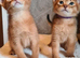 2 charming abyssinian boys