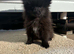 Beautiful Pomeranian Puppies for Sale