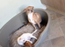 Two beautiful chihuahuas for sale