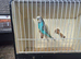 Male budgies available