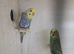Young Budgies